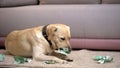 Disobedient labrador dog chewing euro banknotes, lying on floor, pet misbehavior