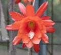 Disocactus ackermannii commonly called Red Orchid Cactus is an epiphytic cactus