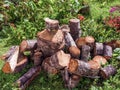 A disordered heap of chainsawed tree trunks of an old alder Royalty Free Stock Photo
