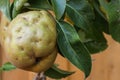 Disordered pear hanging from a pear tree