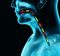 Disorders of swallowing, dysphagia. Pharyngeal and esophageal dysphagia. Oral phase. The path of food, the act of swallowing.