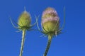 Dispacus fullonum commonly known as teasel Royalty Free Stock Photo