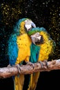 Disperse effect of two macaws