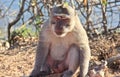 Dispirited monkey Royalty Free Stock Photo