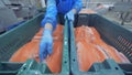 Displacing process of trunks of cartilaginous fish. Fish factory.