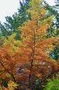 A display of autumn color at Mount Wilson