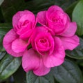 Display of Azaleas