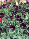 Close-up of black Dutch tulips in full bloom