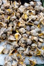 Display of edible sea snails at a market Barcelona Royalty Free Stock Photo