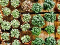 Display of botanical plants and succulents in small flower pots.