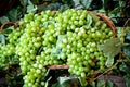 Display of bunches of fresh white grapes Royalty Free Stock Photo