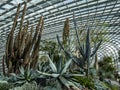 A display of cacti and succulents at the Gardens by the Bay in Singapore.