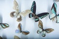 Butterfly displays at the NOLA Insectarium