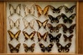 Display case with collection of exotic butterflies