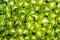 Display of coleus plants with green leaves