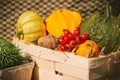 Display of colorful autumn pumpkins, squashes, rose hips and nut Royalty Free Stock Photo