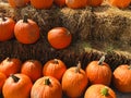 Everything is turning into the pumpkins Royalty Free Stock Photo