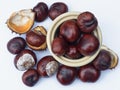 Display of Conkers in autumn in UK