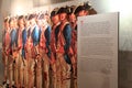 Display of Continental Army,serving under George Washington,New York State Military Museum and Veterans Research Center,2015