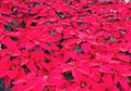 Display of Dark Pink Poinsettias at a Greenhouse Royalty Free Stock Photo