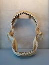 Display of the dead jaw bone skeleton of the shark. Royalty Free Stock Photo