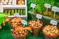 Labeled Display Variety of Nuts and Potted Herbs Royalty Free Stock Photo