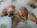 Fresh fish a carp or carp, sprinkled with pieces of ice Royalty Free Stock Photo