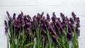 Display Fresh lavender flowers on white background, banner copy space Royalty Free Stock Photo