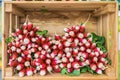 Display of delicious looking fresh raw red radishes for sale at local farmer`s market Royalty Free Stock Photo