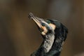 Display of Great Cormorant