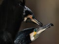 Display of Great Cormorant