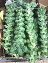 Brussels Sprouts Stalks, Clusters Harvest