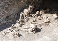 Display of human skeletons, Parco Archeologico di Ercolano Royalty Free Stock Photo