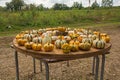 Display at Italian Pumpkin Farm Royalty Free Stock Photo