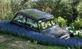 Display in Keukenhof Gardens with old mini car, daffodils and grape hyacinths