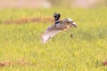 Display Little Bustard displaying in Grassland