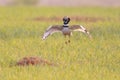 Little Bustard displaying in Grassland