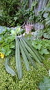 Display of luffa gourds and Chinese winter melons with the garden background