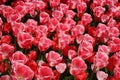 Display of mass of pink tulips, Keukenhof Gardens Royalty Free Stock Photo