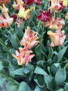 Close-up of multicolored Dutch tulips in full bloom