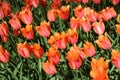 Display of orange tulips, Keukenhof Gardens Royalty Free Stock Photo