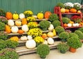 Display pumpkins, Chrysanthemums in Fall