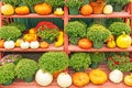 Display pumpkins, Chrysanthemums in Fall