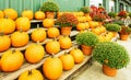 Display pumpkins, Chrysanthemums in Fall