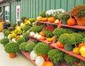 Display pumpkins, Chrysanthemums in Fall