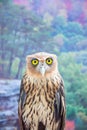 Philippine Eagle Owl Royalty Free Stock Photo