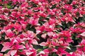 Display of  Pink Poinsettias at a Greenhouse Royalty Free Stock Photo