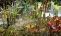 Display of pitcher plants sarracenia alata, carnivorous plants Royalty Free Stock Photo