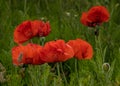 A display of Poppies and Lupins. Bamburgh, Northumberland. Royalty Free Stock Photo