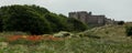 A display of Poppies and Lupins. Bamburgh, Northumberland. Royalty Free Stock Photo